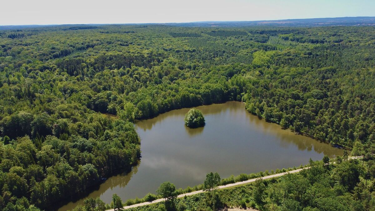 Cours d'eau en lisière de forêt