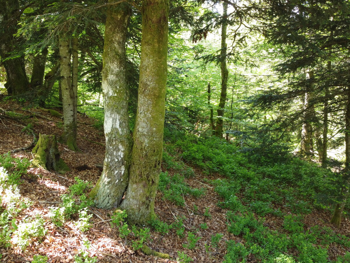 Bois du Bochet