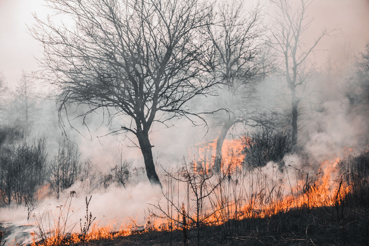 Incendie de forêt avec fumée et flammes au sol.