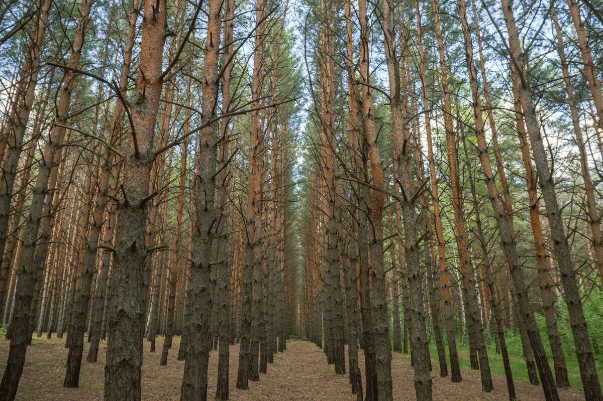 Plantation de pins alignés en monoculture forestière.