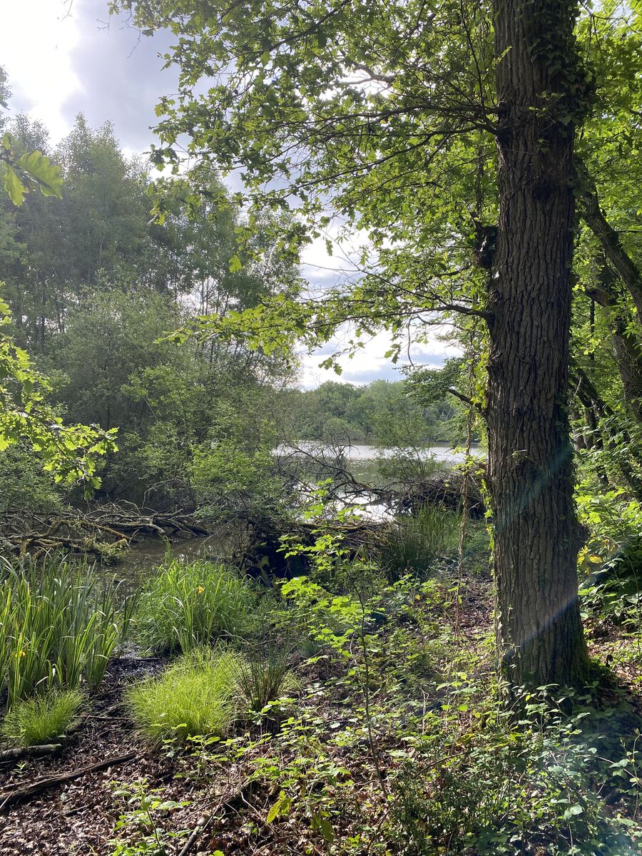 Le Theillay des Étangs